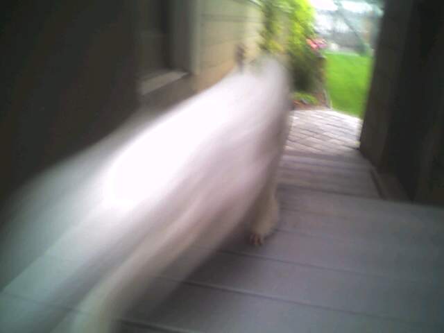 blurred poodle running